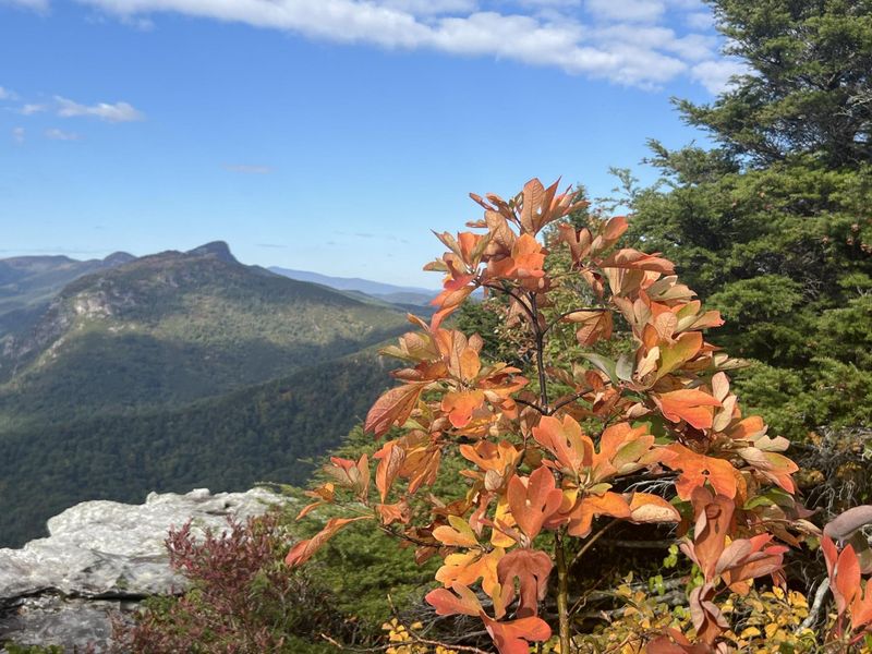 Check sassafras’s fit for your part of North Carolina