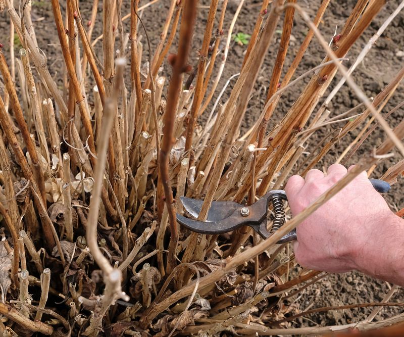 Check shrubs before you prune Check shrubs before you prune