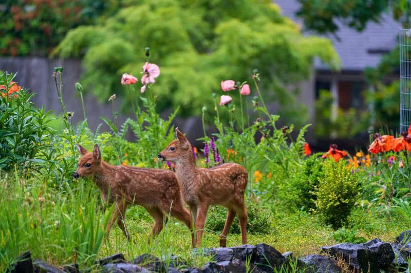 Check that deer are causing the damage