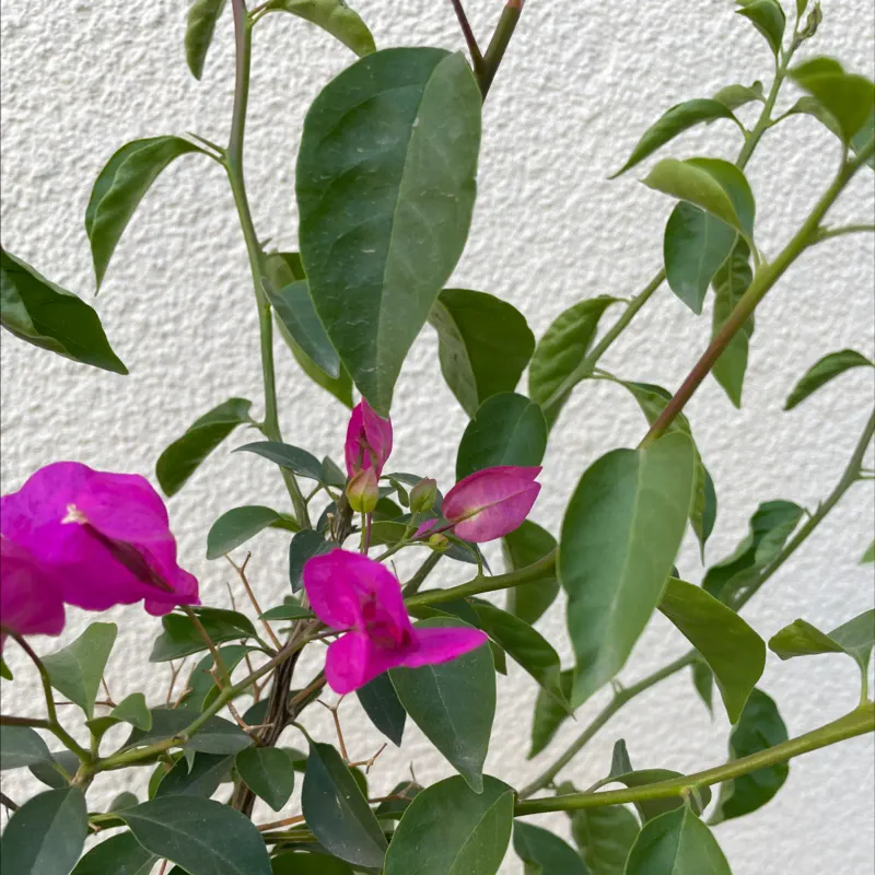 Check the Plant’s Conditions Before Changing Care