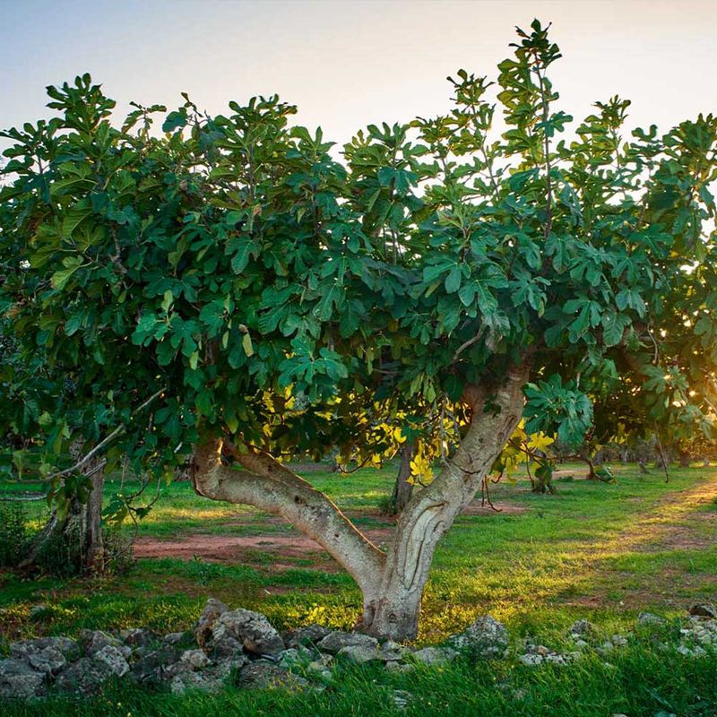 Check the Tree’s Age, Cultivar, and Growing Site