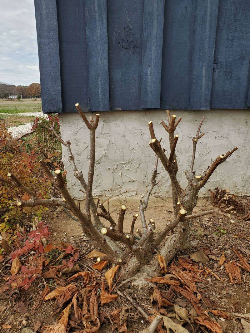 Check the hydrangea type before ruling out pruning Check the hydrangea type before ruling out pruning