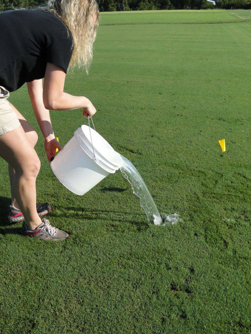 Check the lawn before choosing a response Check the lawn before choosing a response