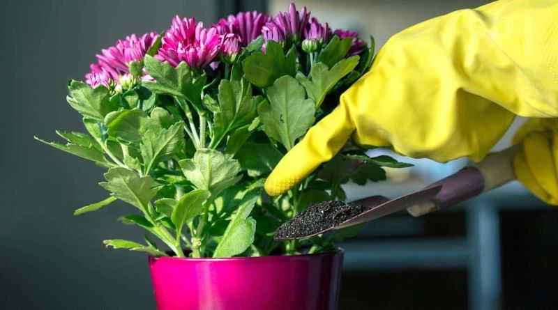 Check the mix before you reach for the watering can