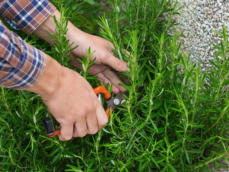 Check the plant before reaching for fertilizer