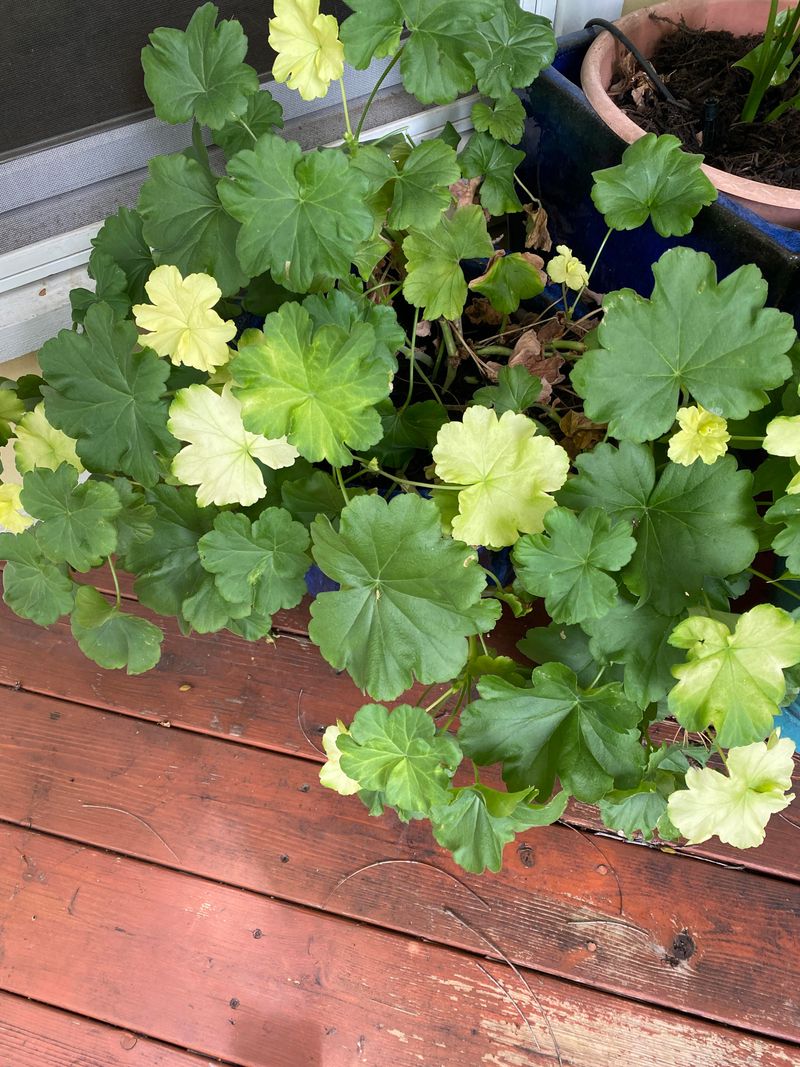 Check the plant’s recent conditions