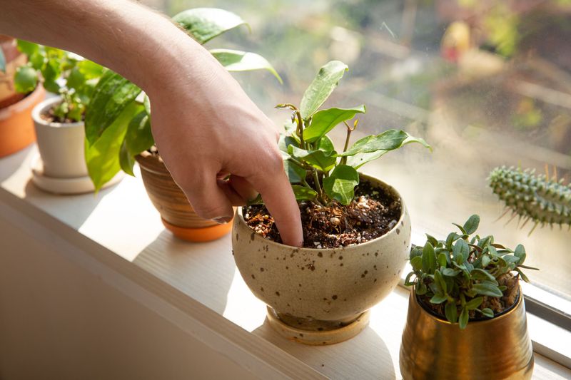 Check the potting mix before you water