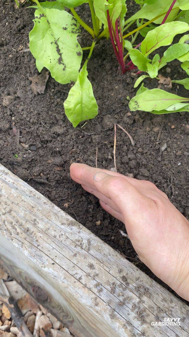 Check the root’s width beneath the soil