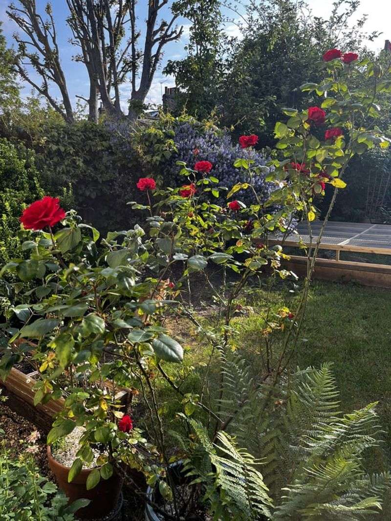 Check the rose’s identity and health Check the rose’s identity and health
