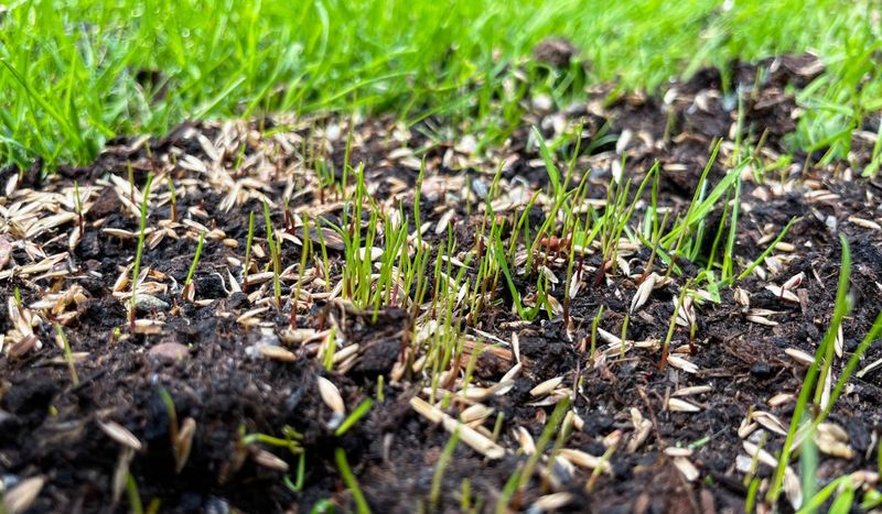 Check the seed label and soil before adding inputs