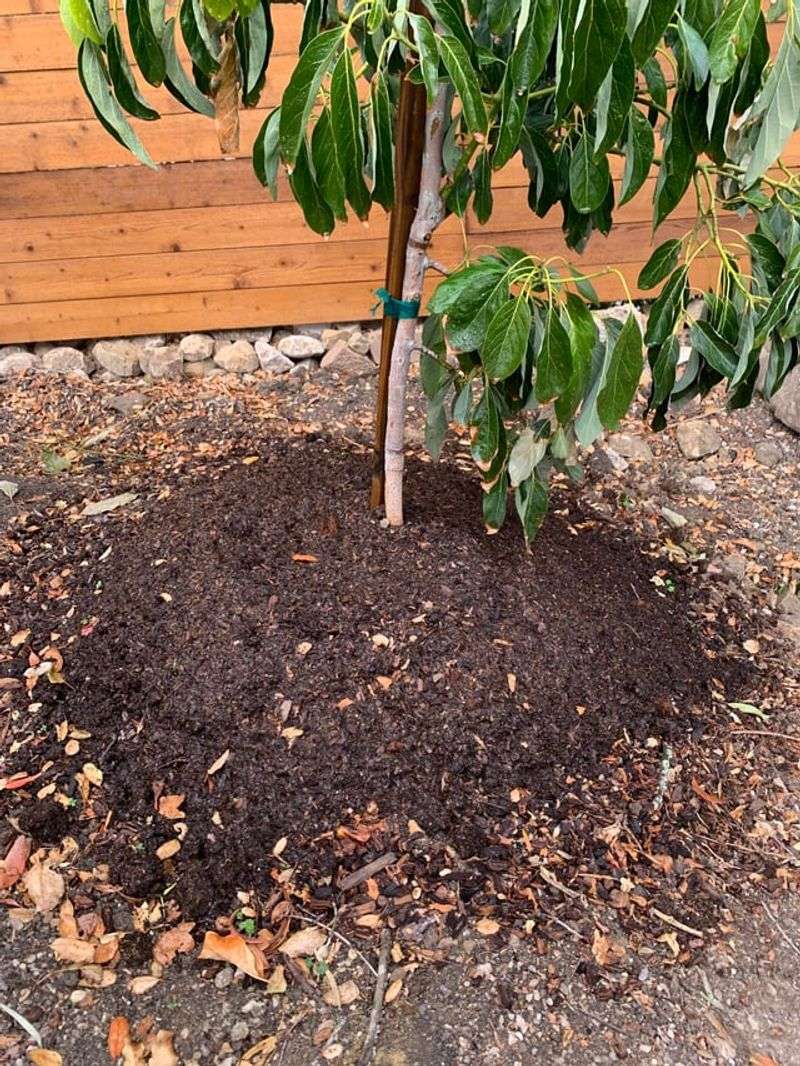 Check the shallow feeder-root zone before you turn on the water
