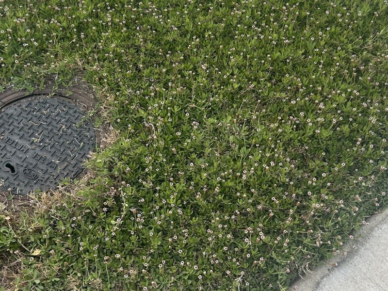 Check the site before planting Check the site before planting