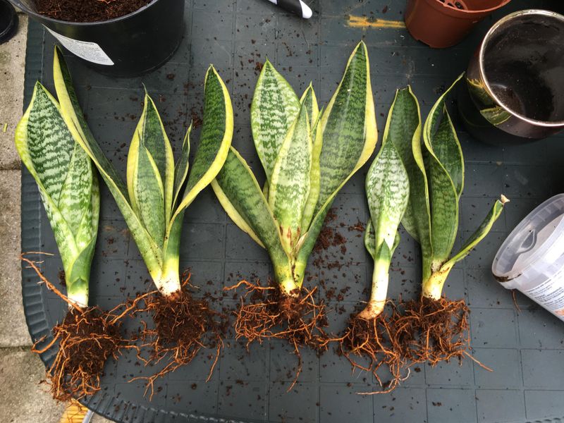 Check the soil and roots before watering again