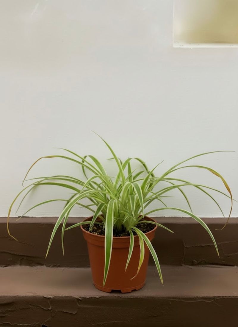 Check the soil and the pot before changing your routine