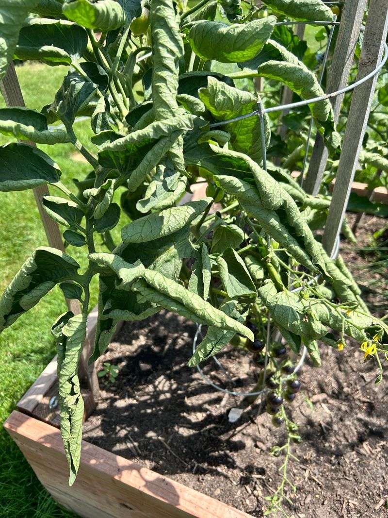 Check the soil before changing your watering