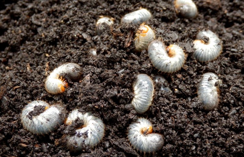Check the soil before deciding the lawn has a grub problem Check the soil before deciding the lawn has a grub problem