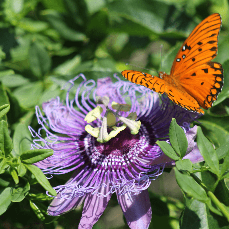 Check the species before planting for Gulf fritillaries Check the species before planting for Gulf fritillaries