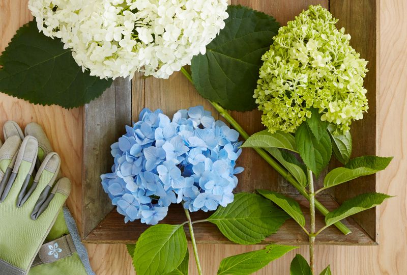 Check the variety’s rights before selling new plants