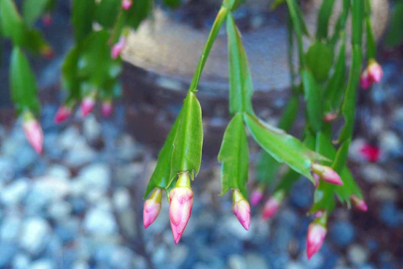 Check the whole environment if buds are falling Check the whole environment if buds are falling