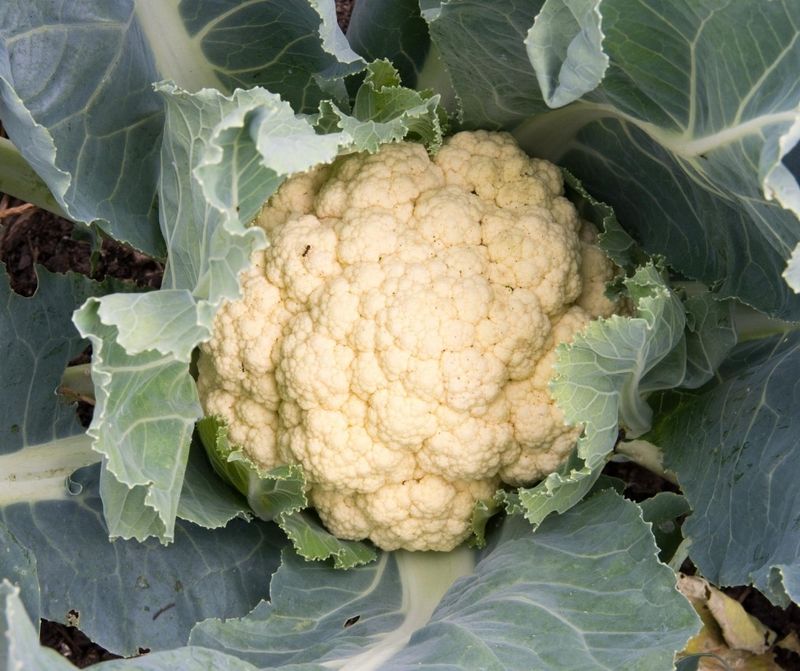Check tied heads often and harvest while they are compact Check tied heads often and harvest while they are compact