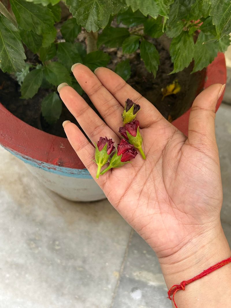 Check water, feeding, and buds for other causes