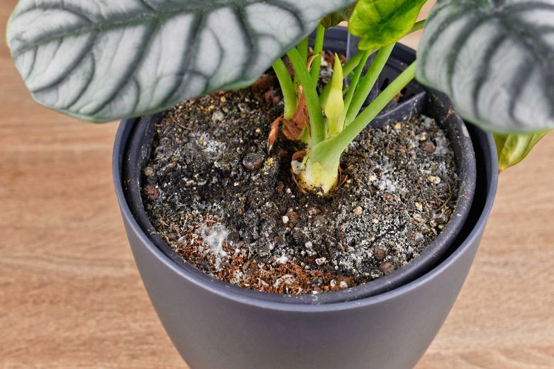 Check water quality and salt buildup separately
