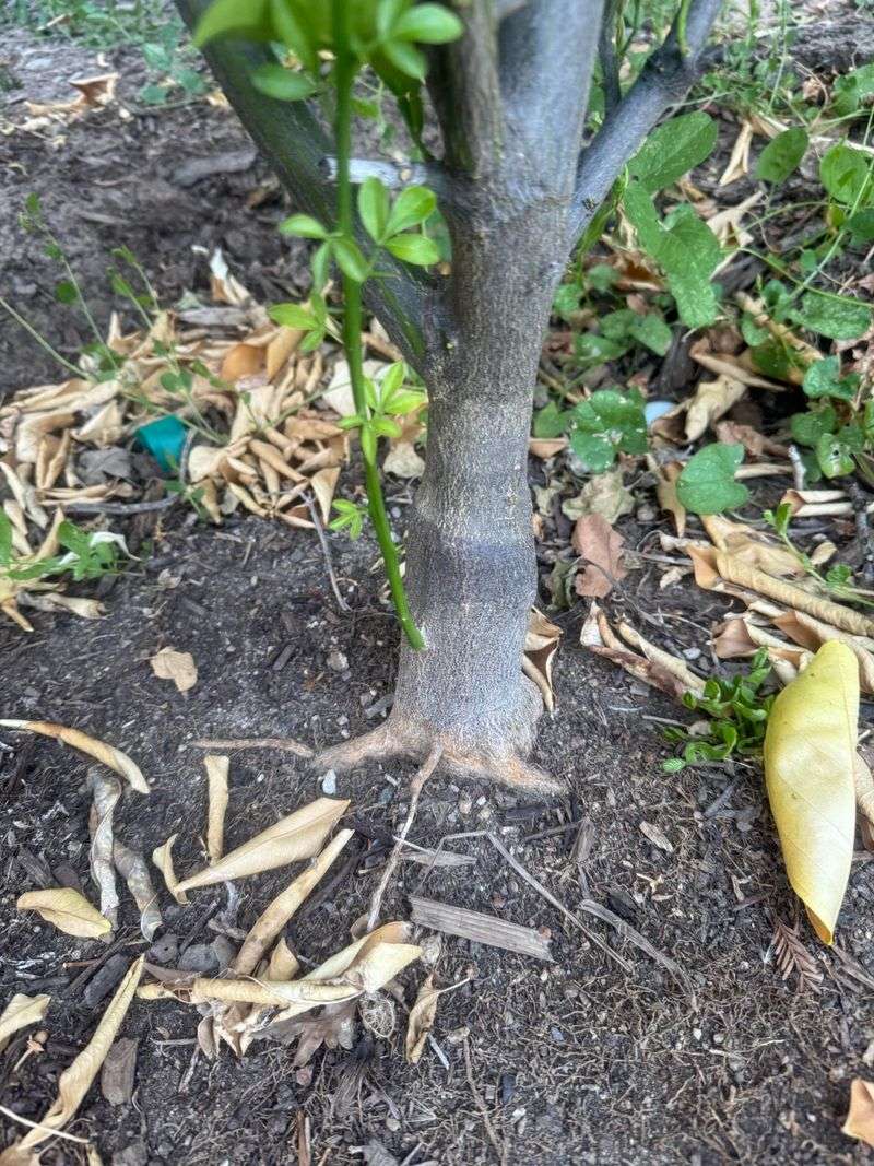 Check wet soil and root conditions before changing the watering routine