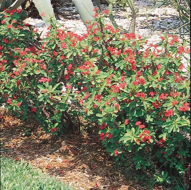 Check where direct sun reaches the plant