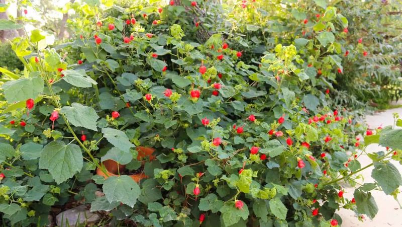 Check whether Turk’s-cap fits your part of Texas