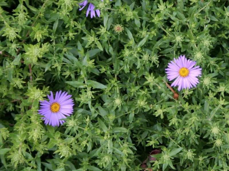 Check whether aromatic aster fits your yard