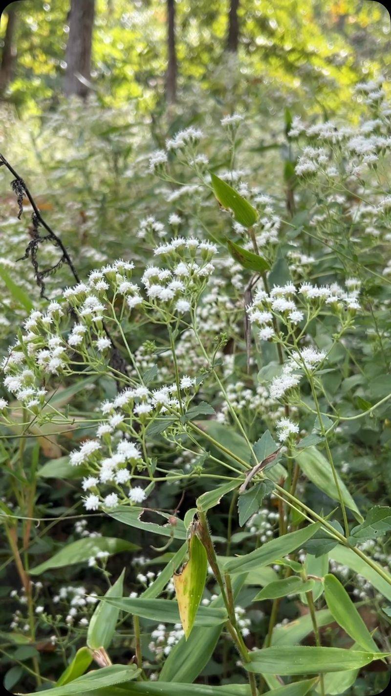 Check whether green-and-gold is native to your part of North Carolina