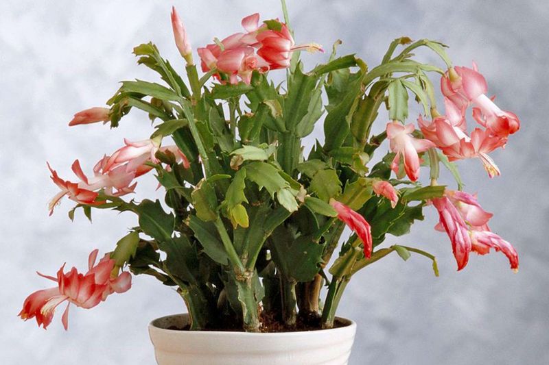 Check whether it is a Thanksgiving cactus