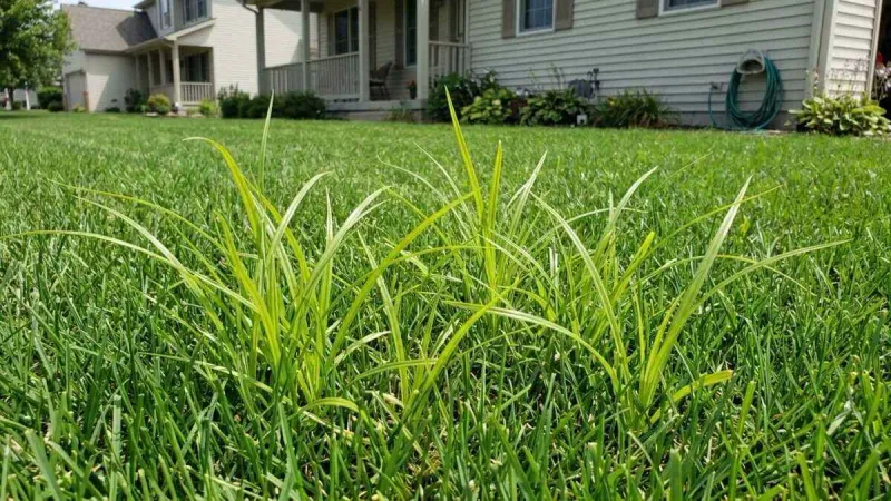 Check whether persistently wet soil is helping it thrive Check whether persistently wet soil is helping it thrive