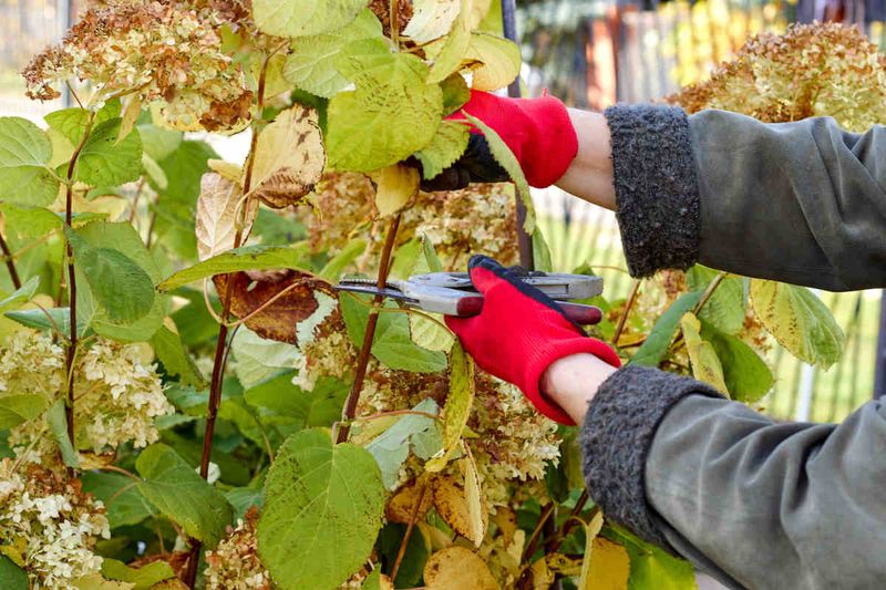 Check whether pruning timing fits the evidence