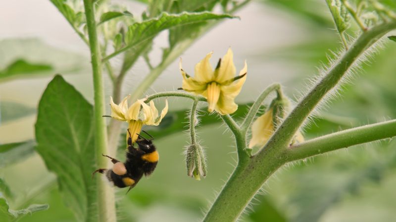 Check whether saved seed can match the parent