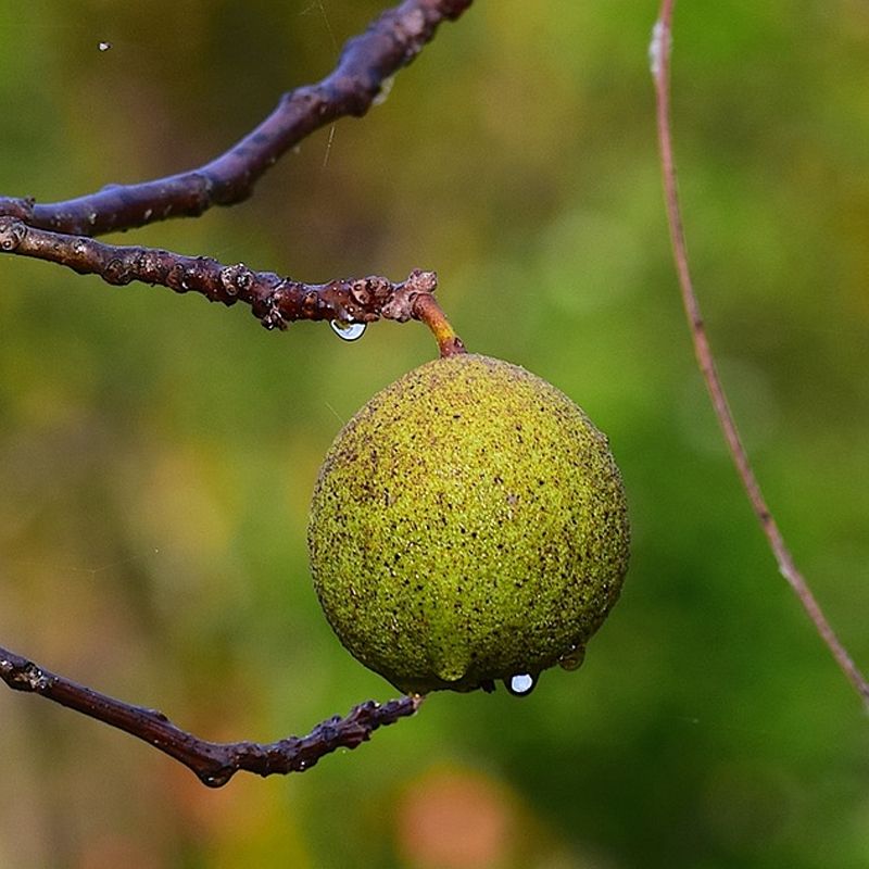 Check whether the walnuts are ready