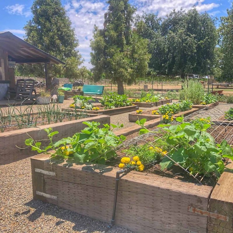 Check whether your pepper bed is actually available