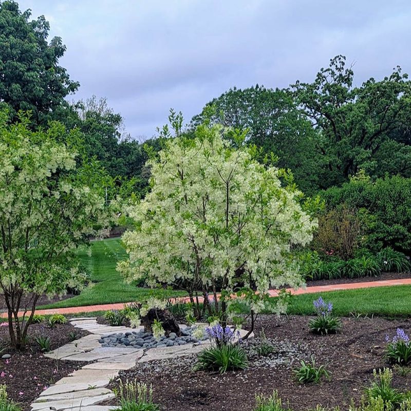 Check whether your yard suits a fringetree