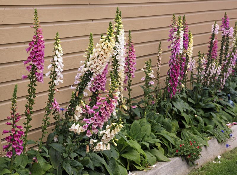 Check which foxglove you planted