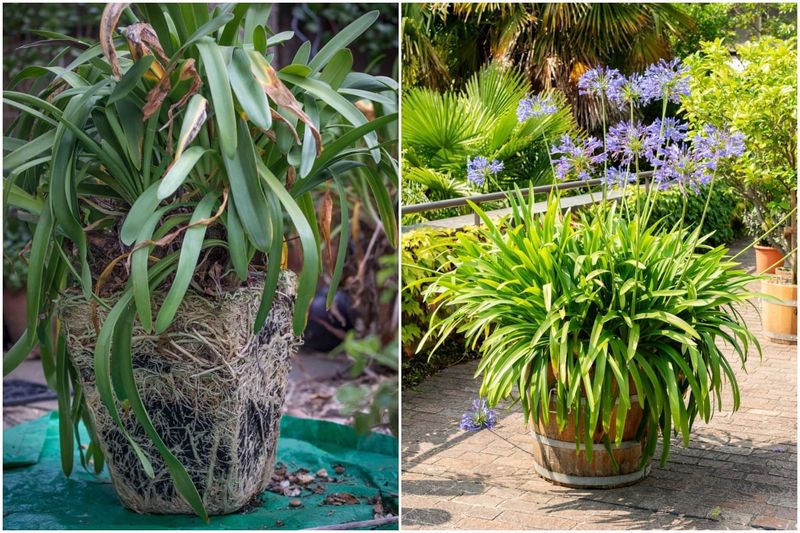 Check why your agapanthus is struggling