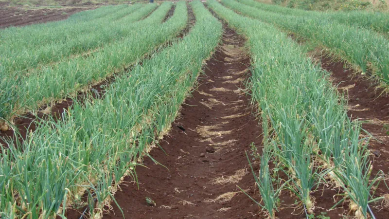 Check your local planting window and planting method Check your local planting window and planting method