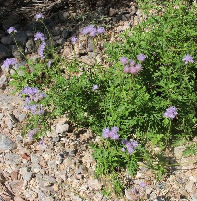 Check your region before calling it your native plant