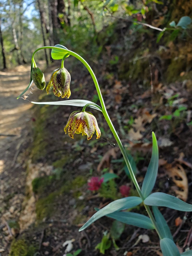 Checker Lily (Fritillaria affinis) Checker Lily (Fritillaria affinis)