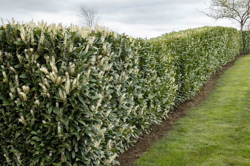 Cherry Laurel