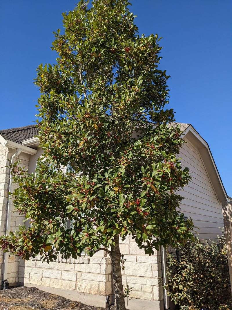 Cherry Laurel Cherry Laurel