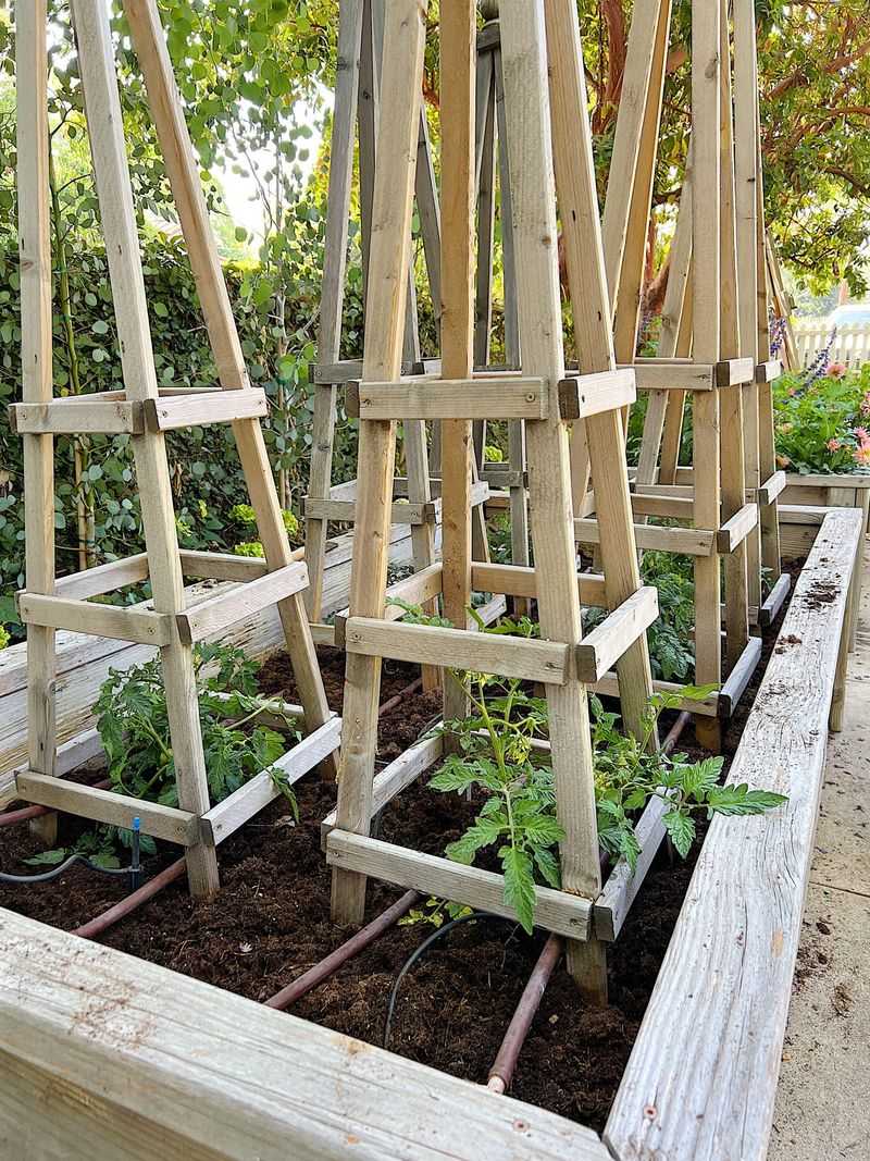 Cherry Tomatoes
