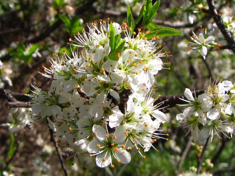 Chickasaw Plum
