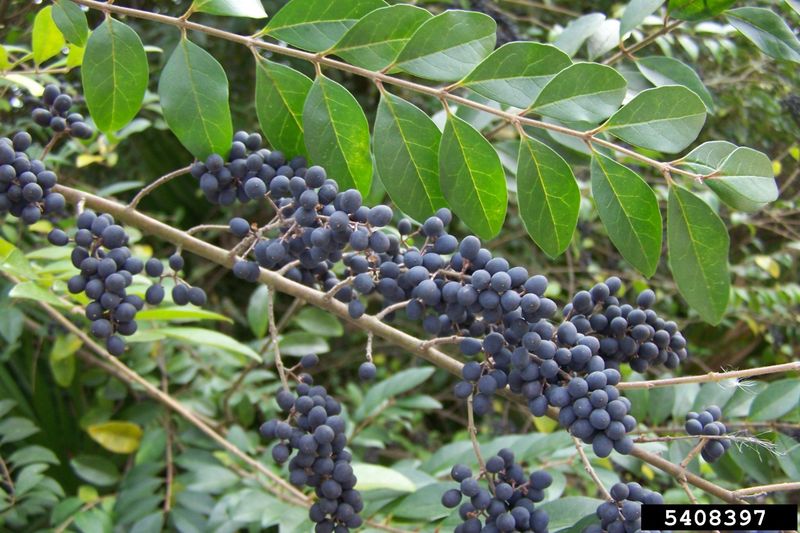 Chinese Privet Spreads, Though Birds Eat Its Fruit Chinese Privet Spreads, Though Birds Eat Its Fruit