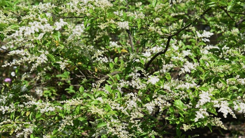 Chinese Privet