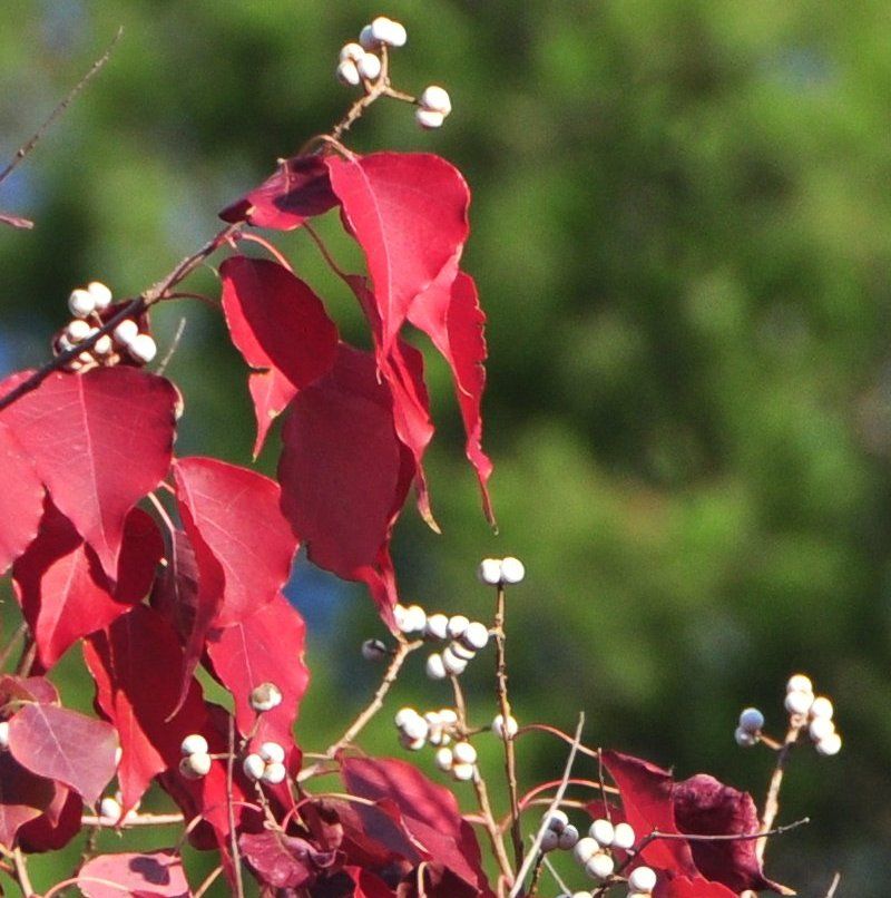 Chinese Tallow Tree